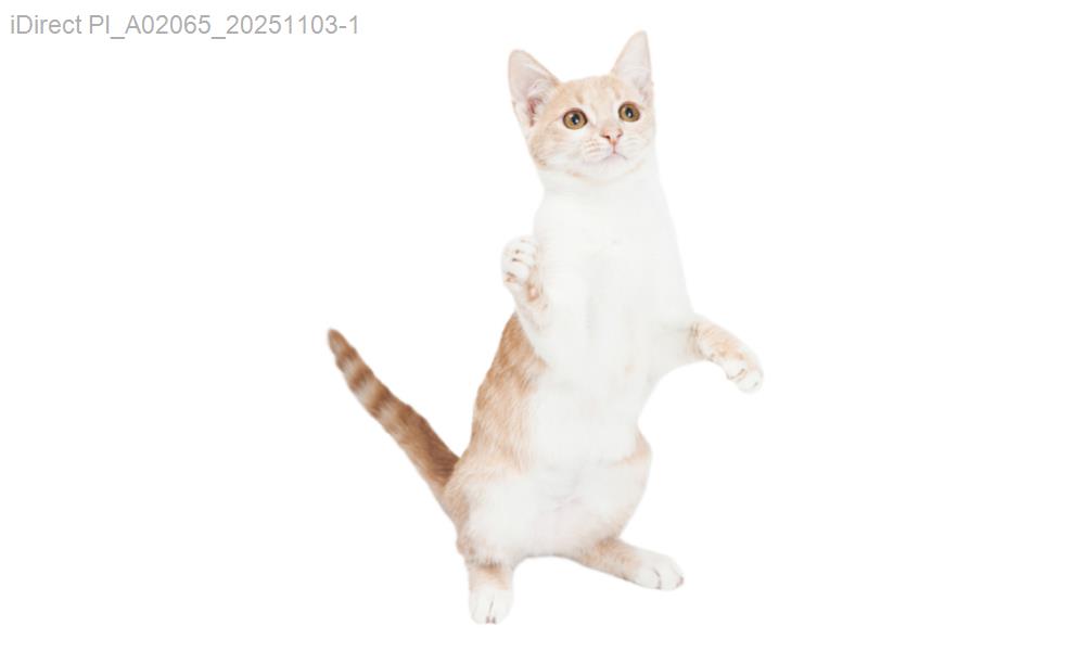 「不花大錢也能做好！掌握毛孩日常照護術價格與保養技巧」